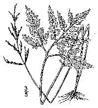 drawing of sceptridium dissectum plant parts 